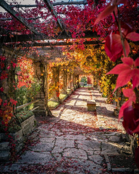 Pergola med höstfärgad vildvin i rött och gult vid Vreta klosterruin, Sveriges äldsta kända kloster i Östergötland