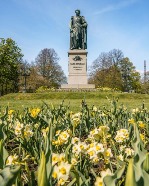 Staty av Karl XIV Johan omgiven av blommande narcisser i Carl Johans park, Norrköping, en solig vårdag