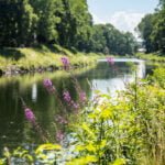 Sommarvy längs Göta kanal i Motala med blommande mjölkört i förgrunden och lugnt vatten omgivet av grönskande träd.