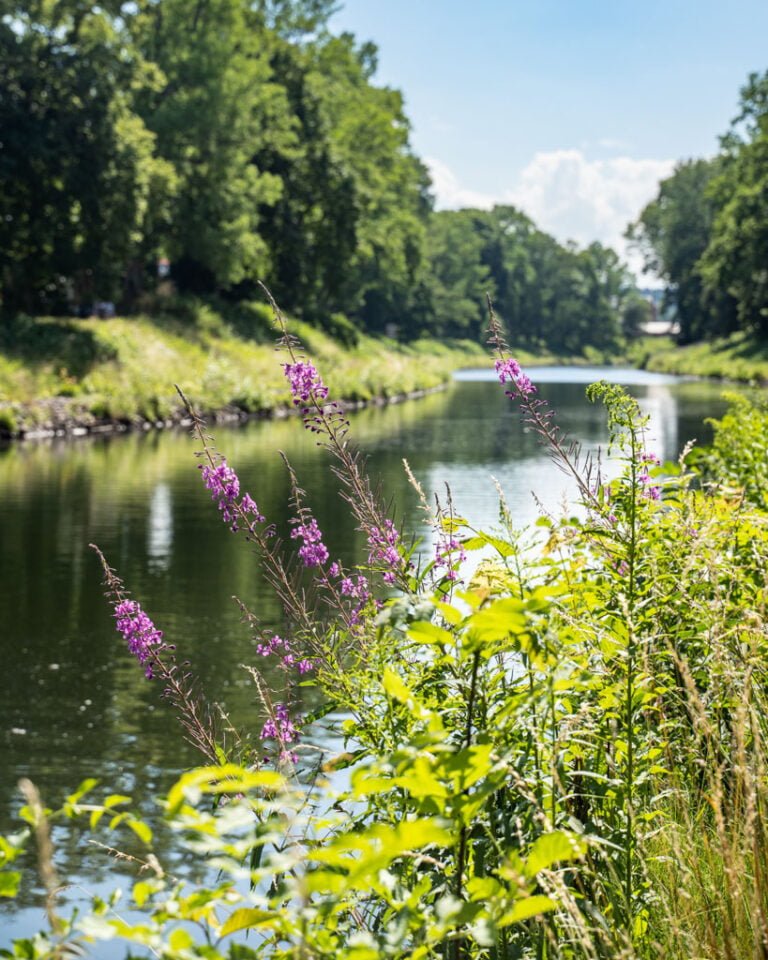 Sommarvy längs Göta kanal i Motala med blommande mjölkört i förgrunden och lugnt vatten omgivet av grönskande träd.