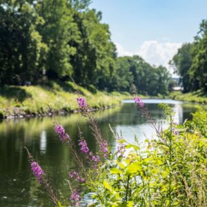 Lugn kanalvy i Motala med lila fackelblomster i förgrunden, gröna träd och en bro i bakgrunden en solig sommardag
