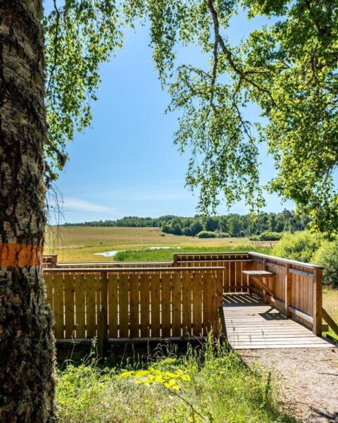 Fågeltornet i Viggeby naturreservat med utsikt över den flacka våtmarken, inramat av en björk en solig sommardag.