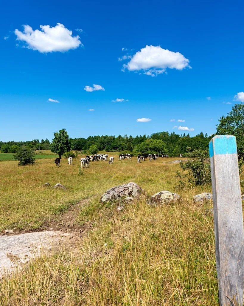 Betande kor på en sommaräng längs Viggebyleden i Östergötland, med ledmarkering i blått och vitt på en träpåle i förgrunden
