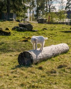 Liten vit killingunge balanserar på en björkstock i en grön hage på Valla gård en solig vårdag