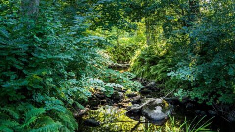 Frodig bäck omgiven av höga ormbunkar och grönska i Stjärnorpsravinen, Östergötland