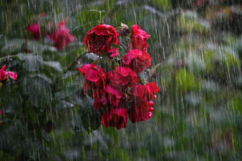 Röda rosor i kraftigt regn med grönt lövverk i suddig bakgrund