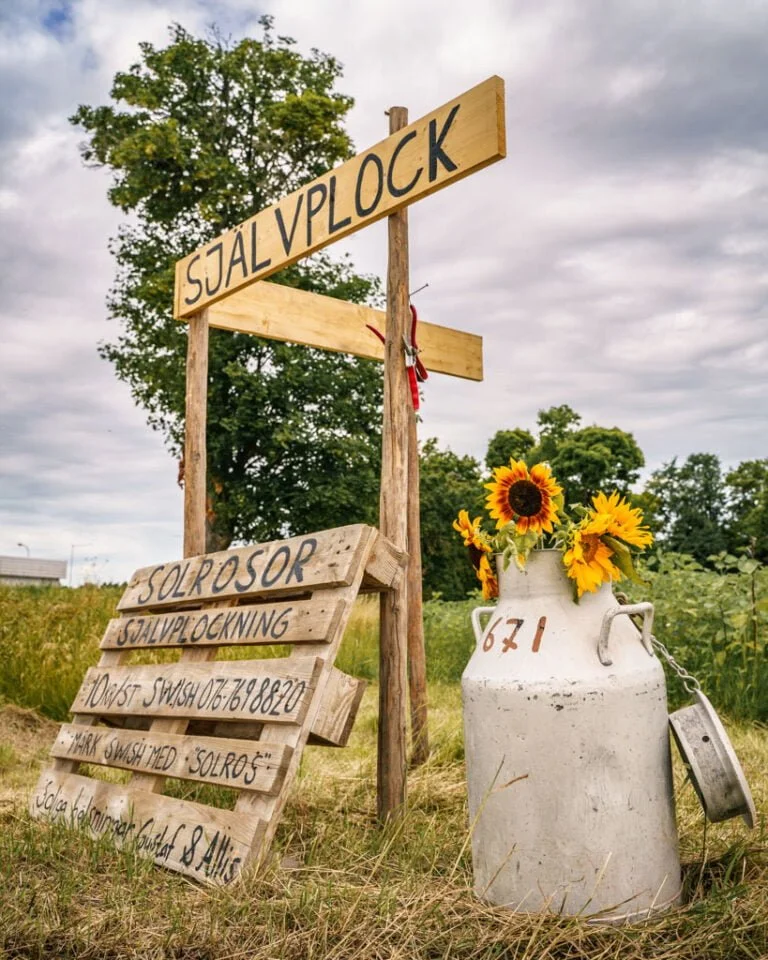 Sj lvplock Av B r Blommor Och Gr nsaker Kring sterg tland 2024 Ta 