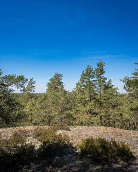 Utsikt från toppen av Ormstensberget med tallskog, kala hällar och ljung under klarblå himmel, Linköpings kommun