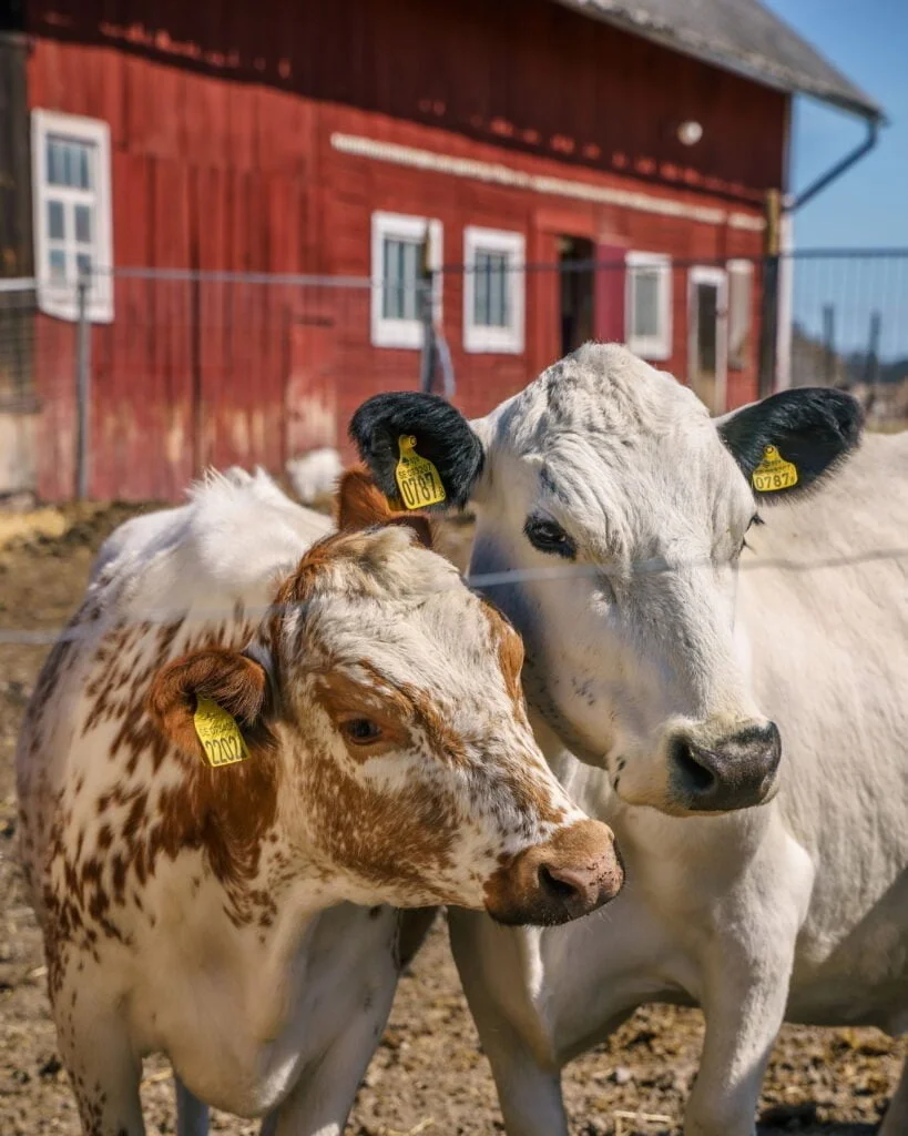 Två nyfikna kor med öronmärkning framför en röd ladugård på Löt Gårdsmejeri i Östergötland en solig dag