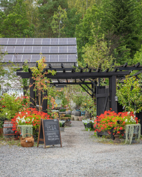 Entré till Gryts Handelsträdgård med mörk pergola, röda pelargoner, griffeltavla med öppettider och solpaneler på taket, omgiven av grönska.