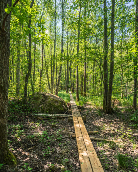 Spång genom lummig lövskog i Västerby lövskogar naturreservat, med ljusgröna träd och en stor sten längs strandpromenaden.