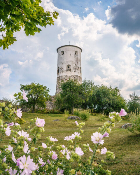 Stegeborgs slottsruin med det runda vitputsade tornet omgivet av grönska och rosa blommor en sommardag i Östergötland