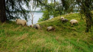 Får betar på en gräsklädd kulle vid Birgittas udde med sjön Boren i bakgrunden, Motala kommun i Östergötland