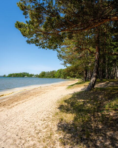 Sandstrand vid Pariserviken i Motala med tallträd som ger skugga längs strandkanten och stilla vatten en solig sommardag