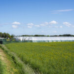 Landsväg vid Ombergsboden med växttunnlar för bärodling, gult blommande fält och vit gård i bakgrunden, sommar i Ödeshög.