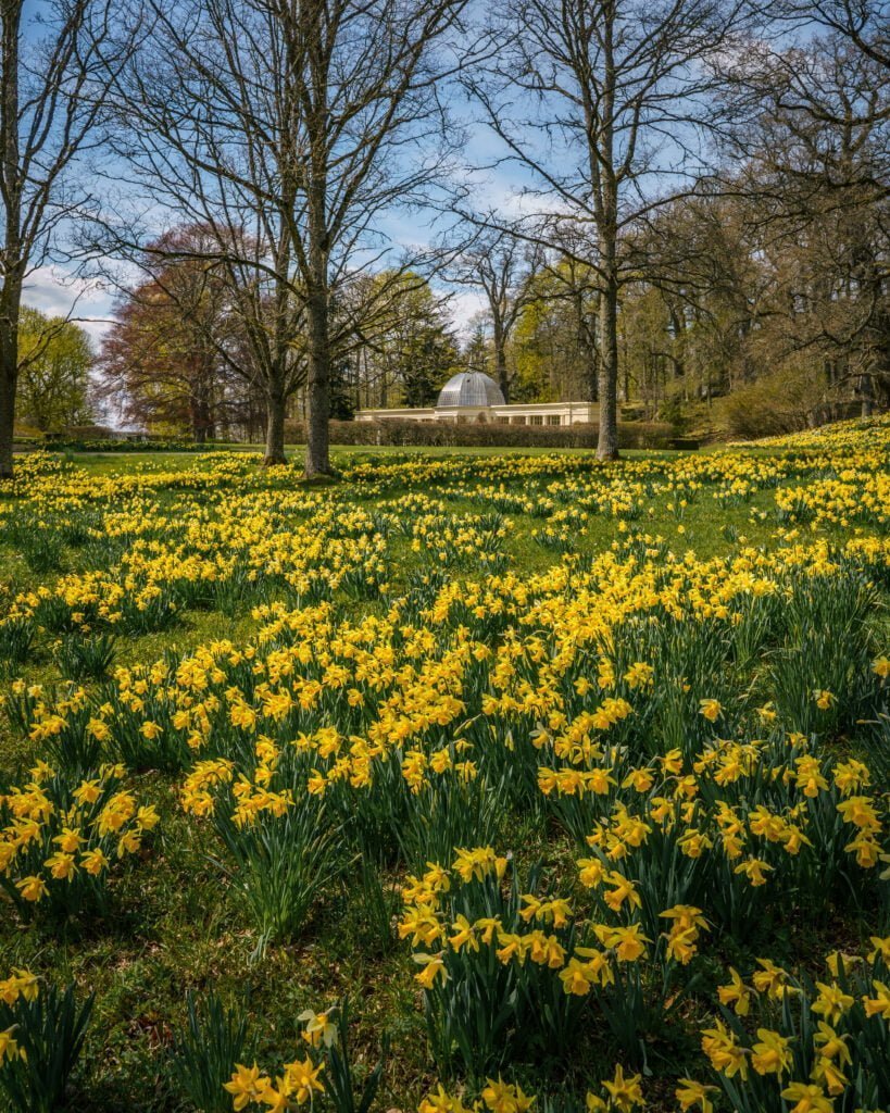 Hav av gula påskliljor i Adelsnäs herrgårdspark på våren, med orangeriet skymtande mellan avlövade träd i bakgrunden