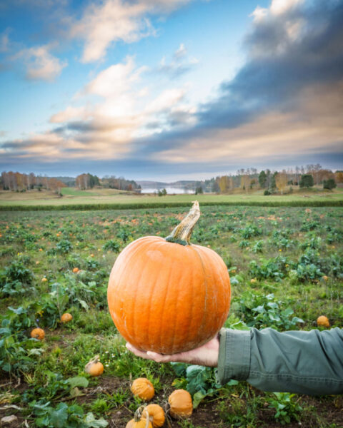 Hand som håller upp en stor orange pumpa på Söderköpingspumpans fält med höstfärgade träd och sjö i bakgrunden.