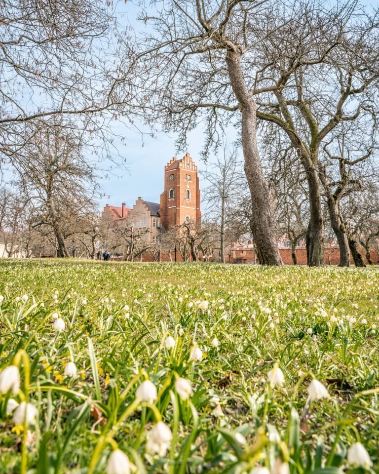 Vårliga snöklockor i grönt gräs framför Vadstena klosterkyrkas tegeltorn, omgivet av kala lövträd en tidig vårdag.