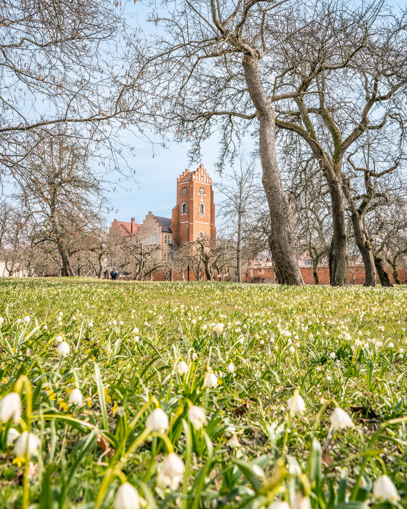 Vårliga snöklockor i grönt gräs framför Vadstena klosterkyrkas tegeltorn, omgivet av kala lövträd en tidig vårdag.