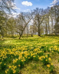 Vårblommor – 8 underbara platser att upptäcka i Östergötland
