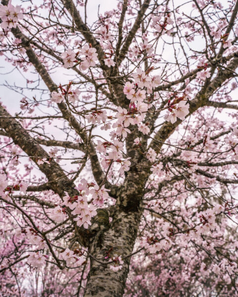Blommande körsbärsträd med ljusrosa blommor på våren i Linköping