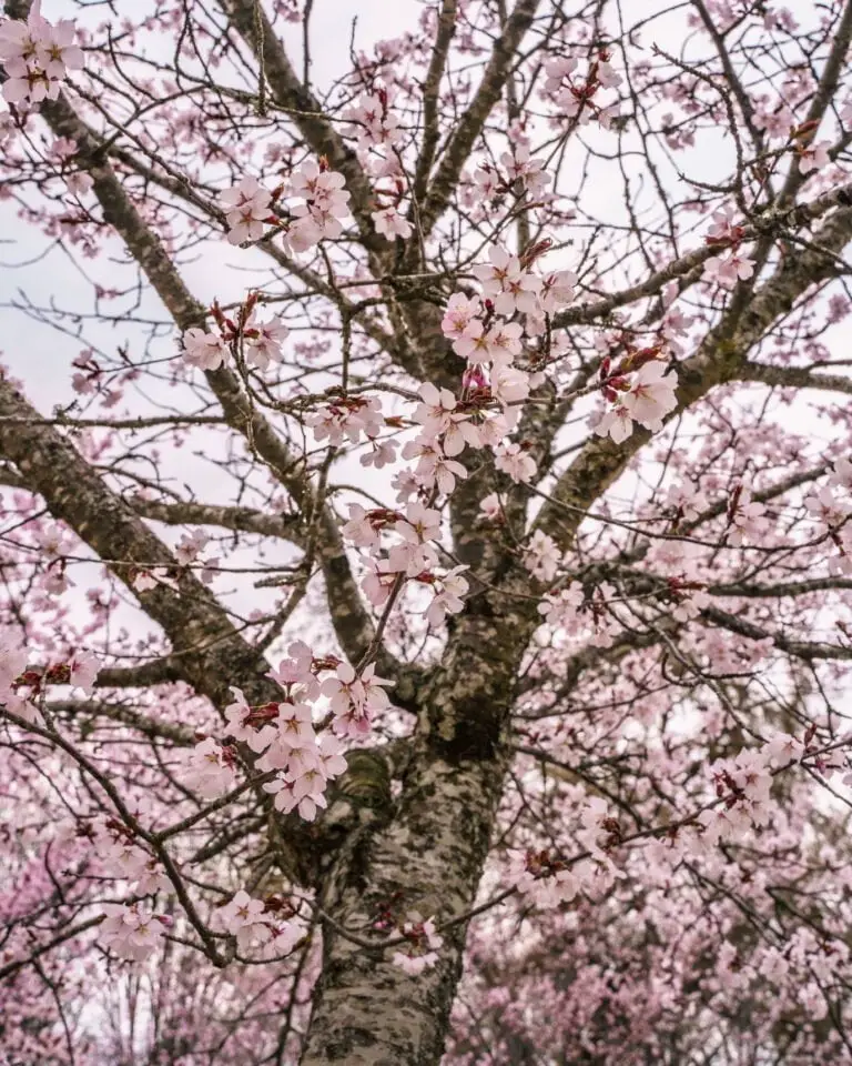 9 platser att se rosa träd i Linköping