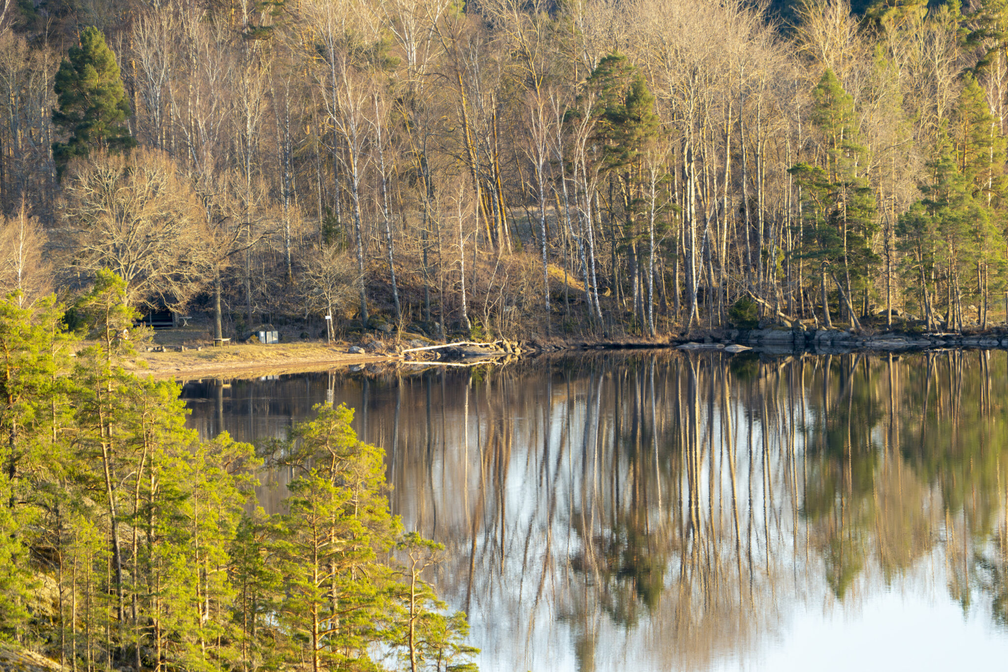 Stilla vatten i södra Åsunden med spegelblanka reflektioner av björkar och barrträd vid Bjuggö i tidig vår, Kinda kommun.