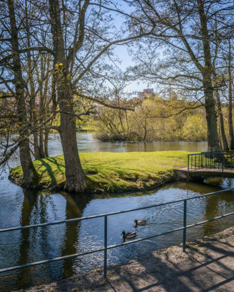 Vårgrön ö med stora träd vid Stångån i centrala Linköping, med två änder som simmar i det stilla vattnet vid Sågholmen
