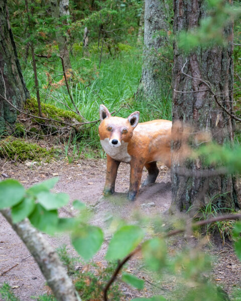 Skulptur av en räv vid en skogsstig längs Prinsessan Estelles sagostig vid Naturum Tåkern i Östergötland