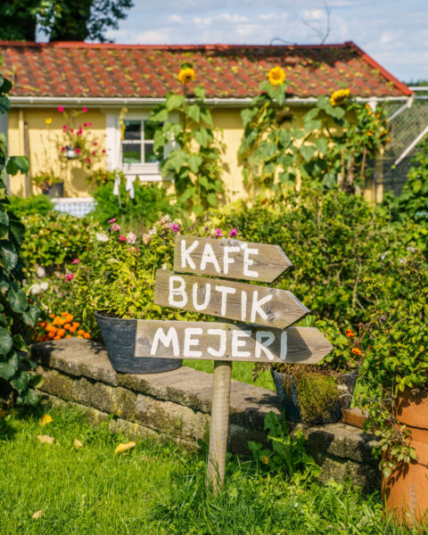 Handmålade vägskyltar till kafé, butik och mejeri i en blommande trädgård vid Brostorps Gårdsmejeri i Ydre, med solrosor och gult hus.