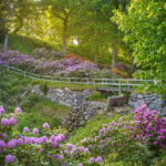 Blommande rhododendronbuskar i lila och rosa längs en sluttning med stenmur, bro och grönskande lövträd i Rhododendrondalen i Stjärnorp