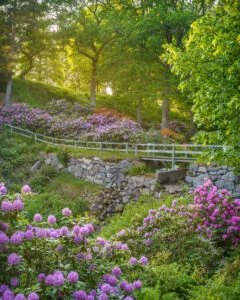 Blommande rhododendronbuskar i lila och rosa längs en sluttning med stenmur, bro och grönskande lövträd i Rhododendrondalen i Stjärnorp
