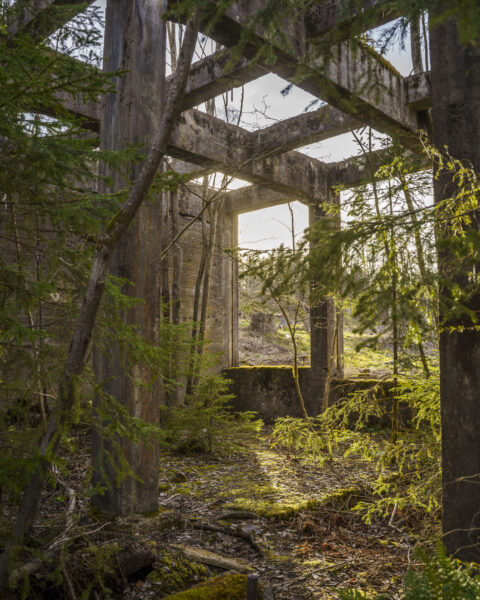 Övervuxen betongru­in av Sätragruvans anrikningsverk i skogen i Finspångs kommun, med mossa och unga träd som tagit över.