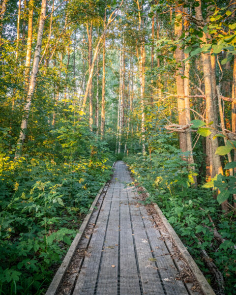 Spång genom tät blandskog med björk och tall i Tisselskogs naturreservat vid Högsbyn, Dalsland, badad i varmt sommarljus