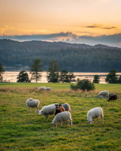Får som betar på en grön äng vid Råvarpen nära Högsbyn i Dalsland, med skogklädda höjder och gyllene kvällshimmel i bakgrunden
