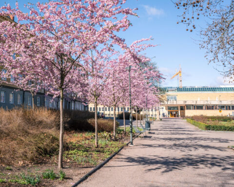 Rosa körsbärsträd i blom längs gångvägen framför Östergötlands museum i Linköping en solig vårdag