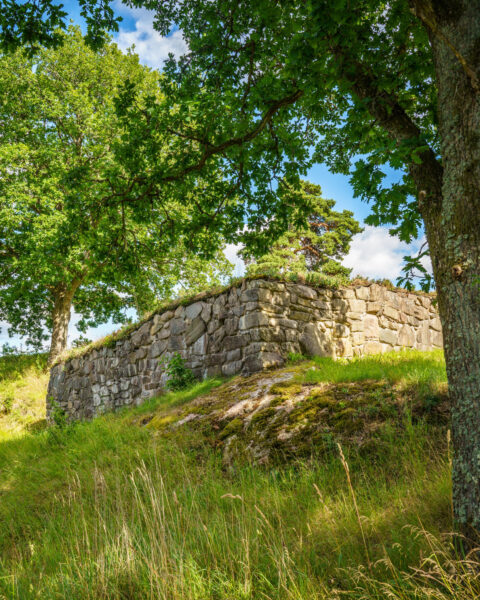 Gräsbevuxen stenmur vid Dalaborgs slottsruin omgiven av lummiga ekar en sommardag i Melleruds kommun, Dalsland