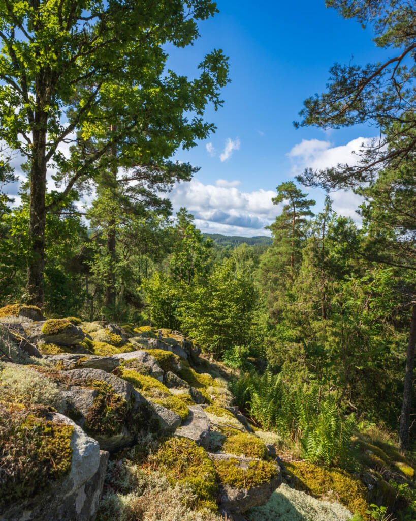 Utsikt från Borråsbergets fornborg i Färgelanda med mossbeklädda klippor, ormbunkar och tät blandskog under blå sommarhimmel.