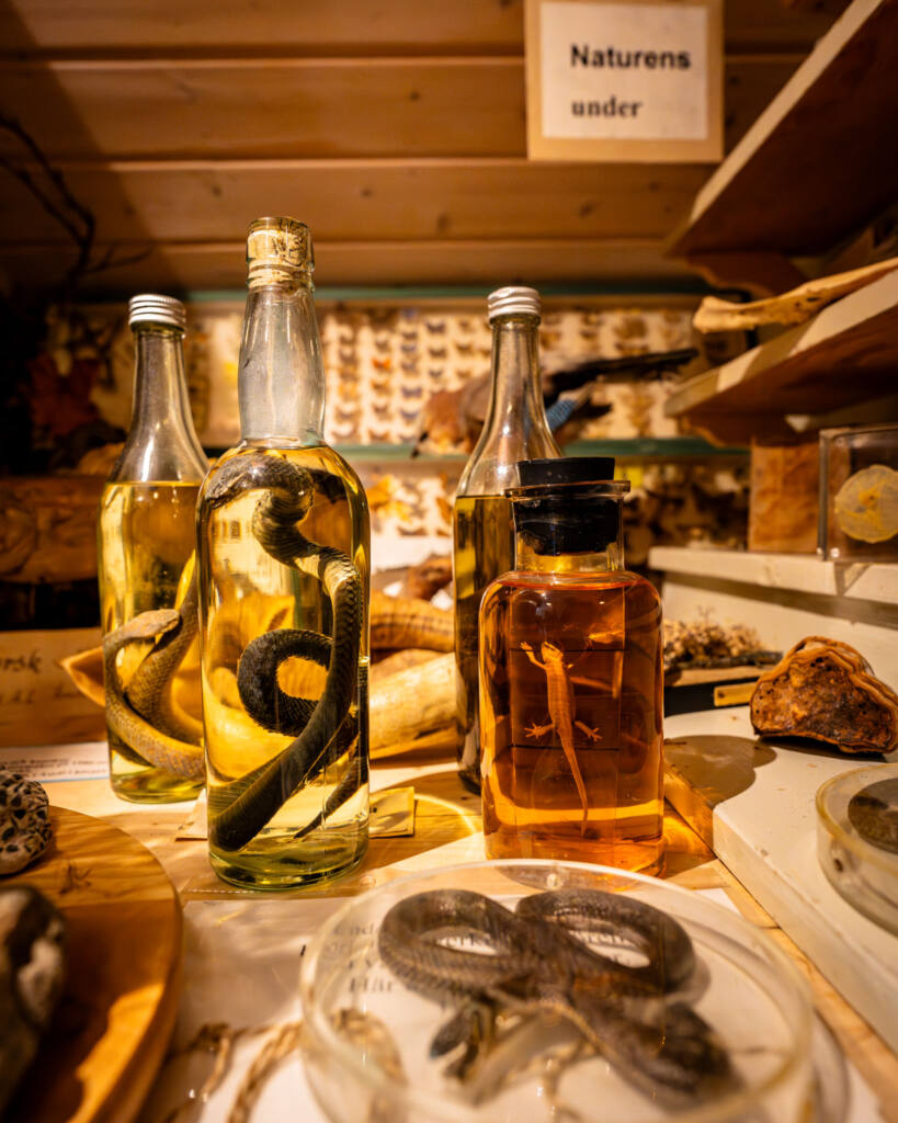 Konserverade ormar och ödlor i glasflaskor vid utställningen "Naturens under" på Årbols skolmuseum i Dalsland