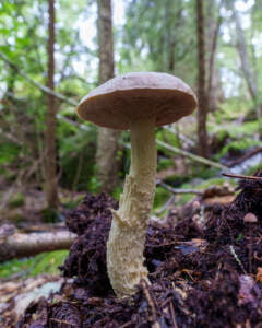 Närbild av en svamp med brun hatt och ljus fot som växer ur mörk skogsmark längs Kärleksstigen vid Bäckefors bruk i Dalsland