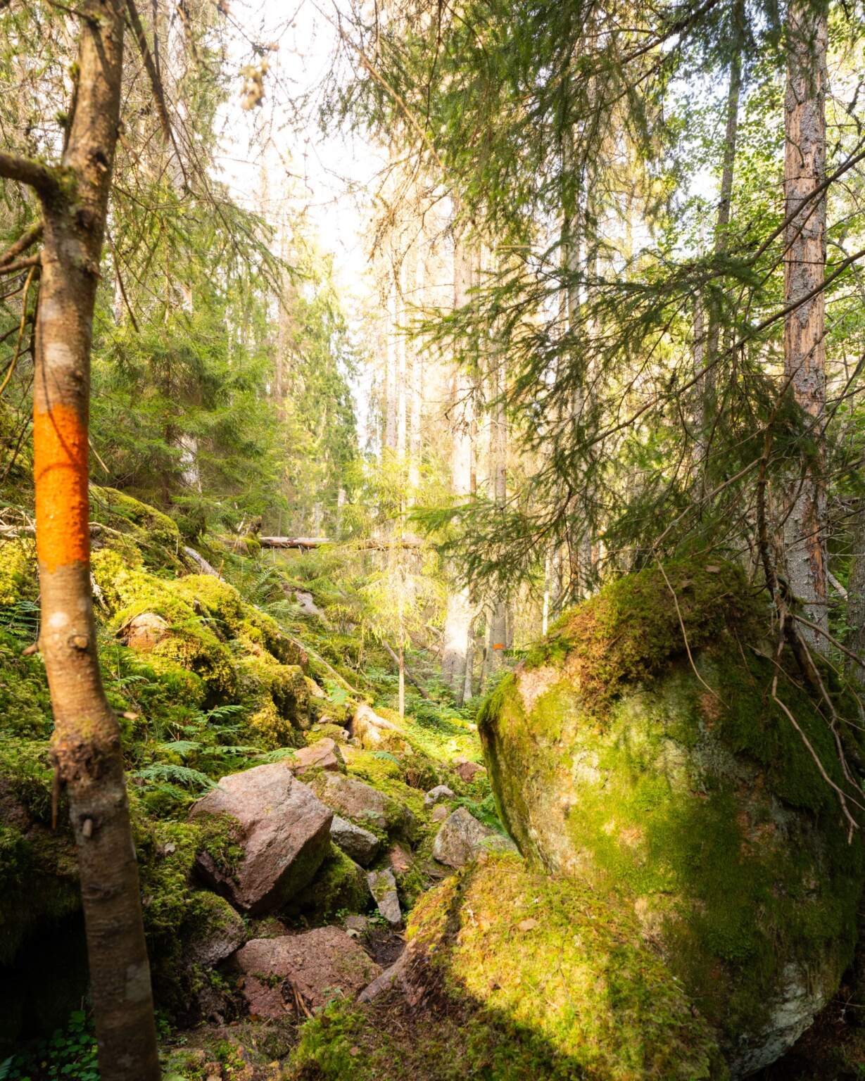 Enkla Men M ktiga Naturupplevelser I sterg tland Utflyktsportalen enkla-men-m-ktiga-naturupplevelser-i-sterg-tland-utflyktsportalen