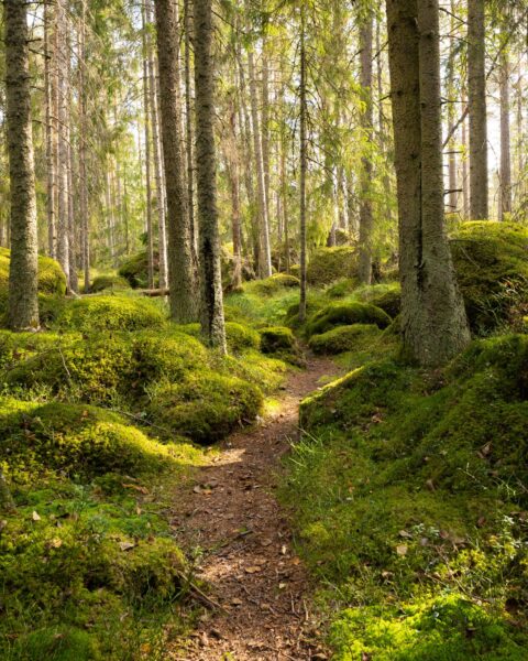 Smal skogsstig genom mossbeklädd barrskog vid Skams gator i Ydre, Östergötland, med solbelysta stenar och höga granar