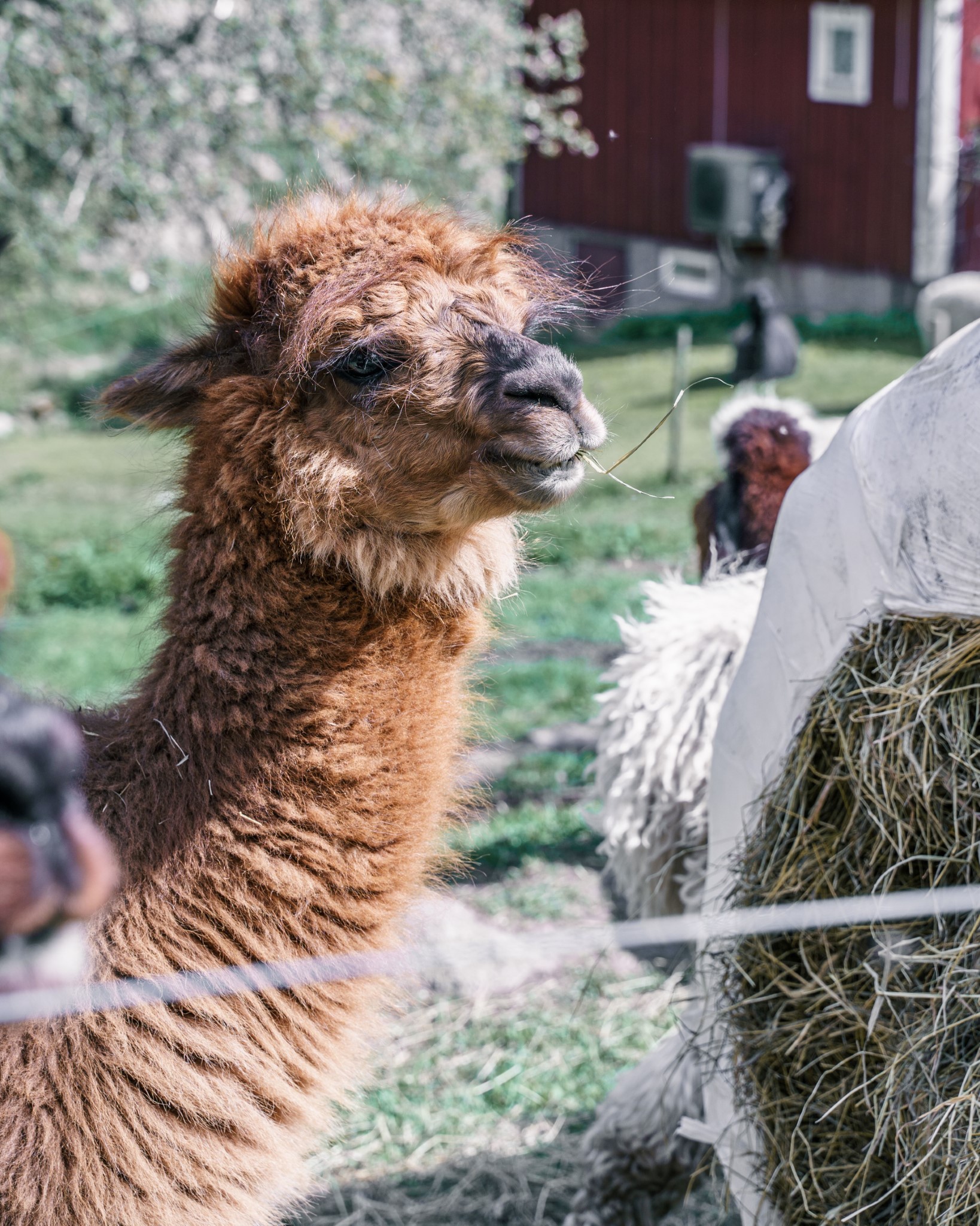Brun alpacka som tuggar på ett grässtrå vid en höbal på Ullspinneriet i Brink, med röd stuga och grönska i bakgrunden.