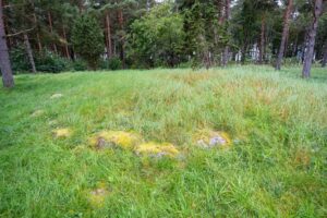 Gräsbevuxen glänta med mossklädda stenar från järnåldersgravar på gravfältet Skäljen, omgivet av tallskog i Vadstena kommun