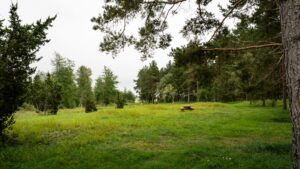 Grön äng med picknicbord omgiven av tallar och granar vid gravfältet på Skäljen, ett fornlämningsområde från järnåldern i Vadstena kommun