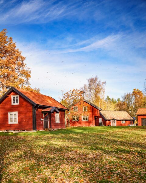 Landeryds Hembygdsparks röda stugor med gula höstlöv yrande i vinden.