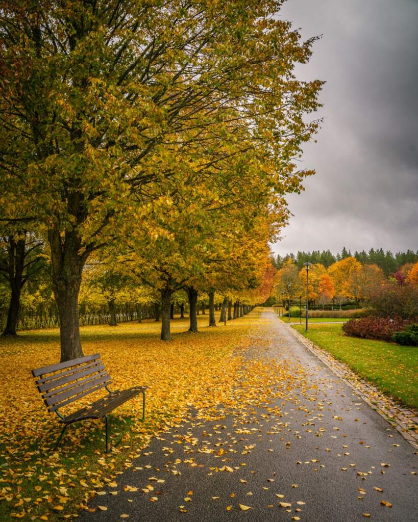Höstfärgad allé med parkbänk och nedfallna gula löv längs en gångväg vid Askagriftegården i Linköping under mulen himmel