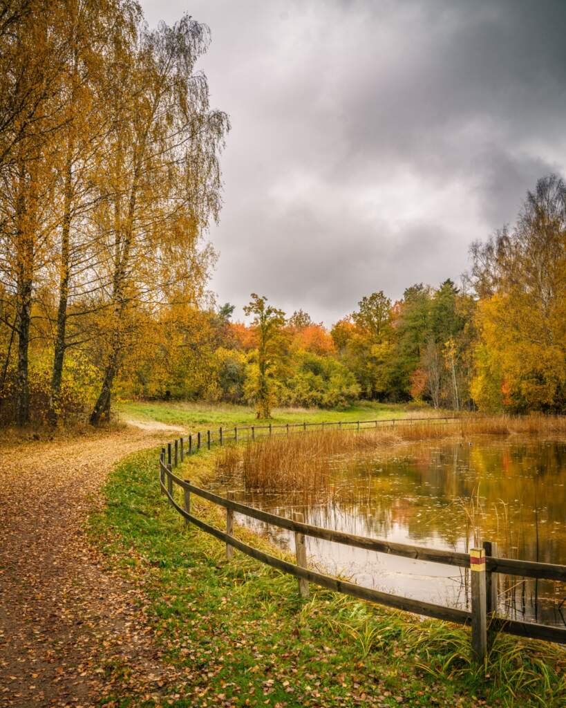 Höstfärgad vandringsled längs en damm med trästaket vid Askaleden utanför Linköping, med gyllene björkar och molnig himmel
