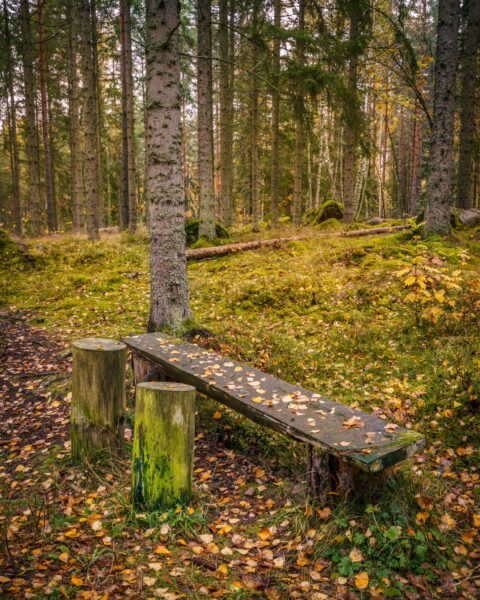 Rustik träbänk med höstlöv längs Askaleden i skogen utanför Aska griftegård, Linköping, omgiven av mossa och granar