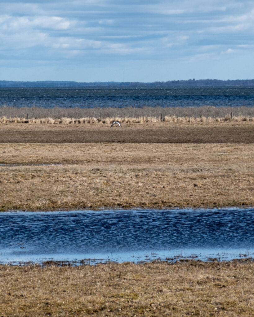 Flygande fågel över strandängar och våtmark vid Roxen i Kungsbro naturreservat utanför Linköping.